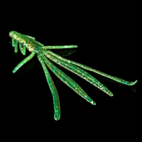 NYMPH 5 LAMINATED