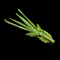 NYMPH 5 LAMINATED