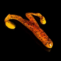 TURBO FROG 4 LAMINATED