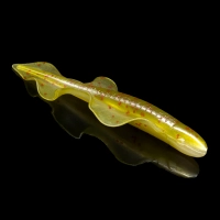 WINGSHAD 3 LAMINATED