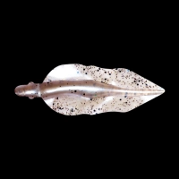 WINGSHAD 3 LAMINATED