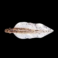 WINGSHAD 3 LAMINATED