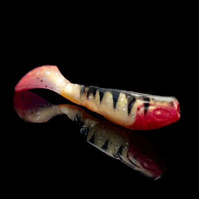 KOPYTO 3 TIGER STRIPES ORANGE BELLY RED TAIL RED THROAT BLISTER