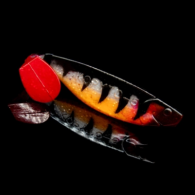 KOPYTO 5 TIGER STRIPES ORANGE BELLY RED TAIL RED THROAT