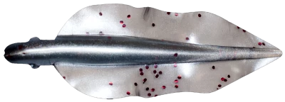 WINGSHAD 3 LAMINATED